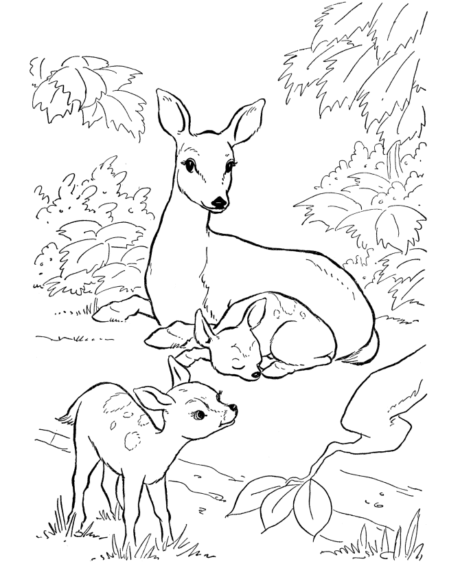 deer coloring page free printable deer coloring pages for kids page coloring deer 