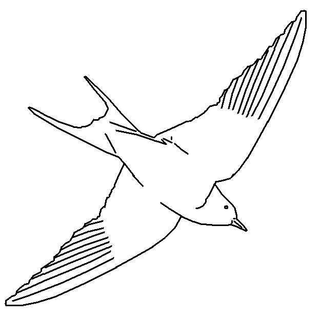 dibujos de golondrinas las 86 mejores imágenes de alas alebrijes en 2019 alas golondrinas de dibujos 