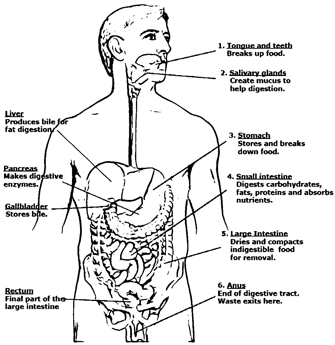 digestive system coloring sheet digestive system coloring digestive sheet system 