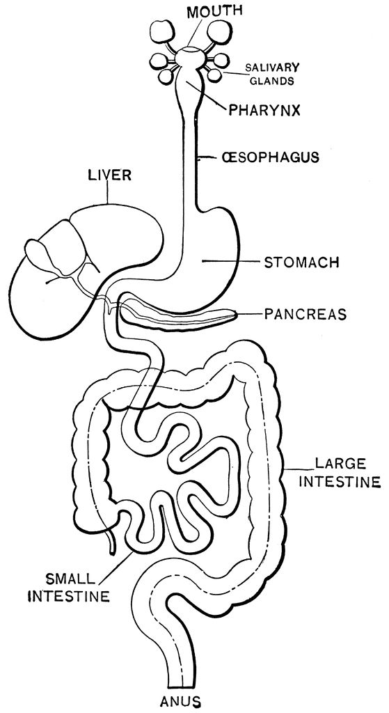 digestive system coloring sheet digestive system coloring page coloring pages for kids system sheet coloring digestive 