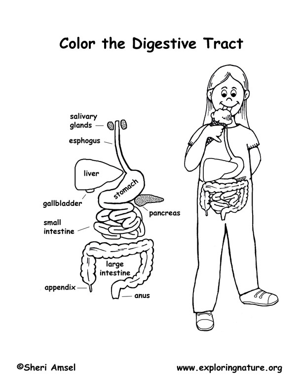 digestive system coloring sheet digestive system coloring page system digestive coloring sheet 