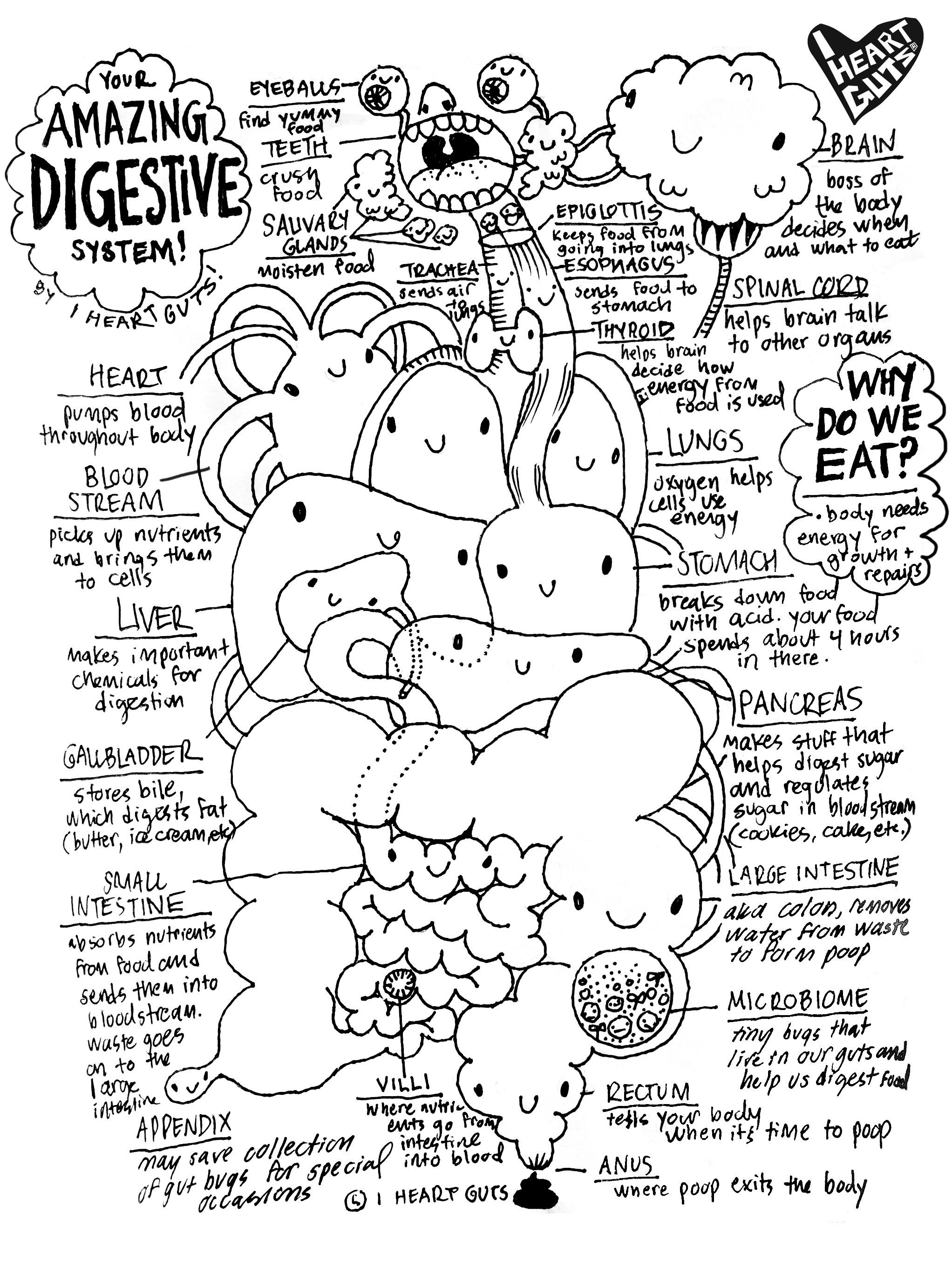 digestive system coloring sheet digestive system coloring sheet coloring sheet digestive system 