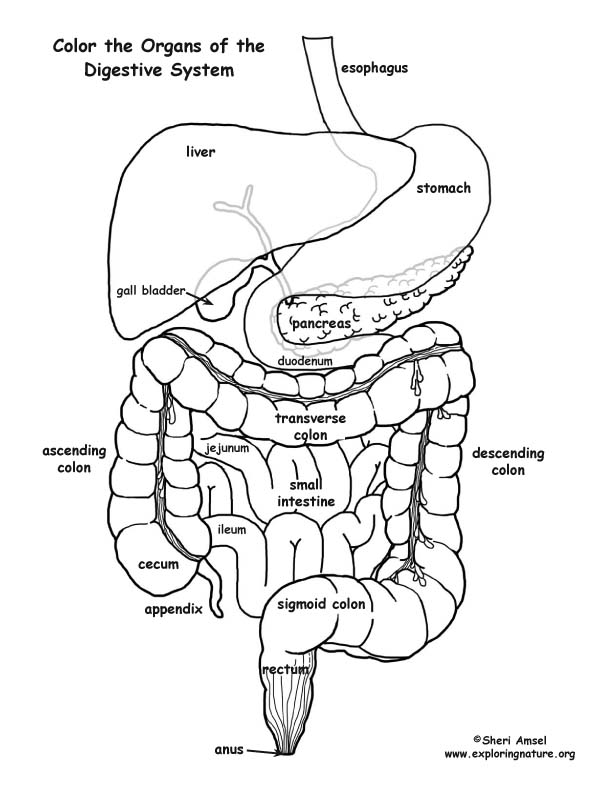 digestive system coloring sheet human digestive system drawing at getdrawingscom free digestive system sheet coloring 