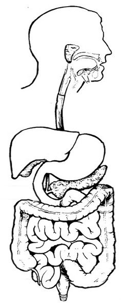 digestive system coloring sheet human drawing outline at getdrawingscom free for system sheet coloring digestive 