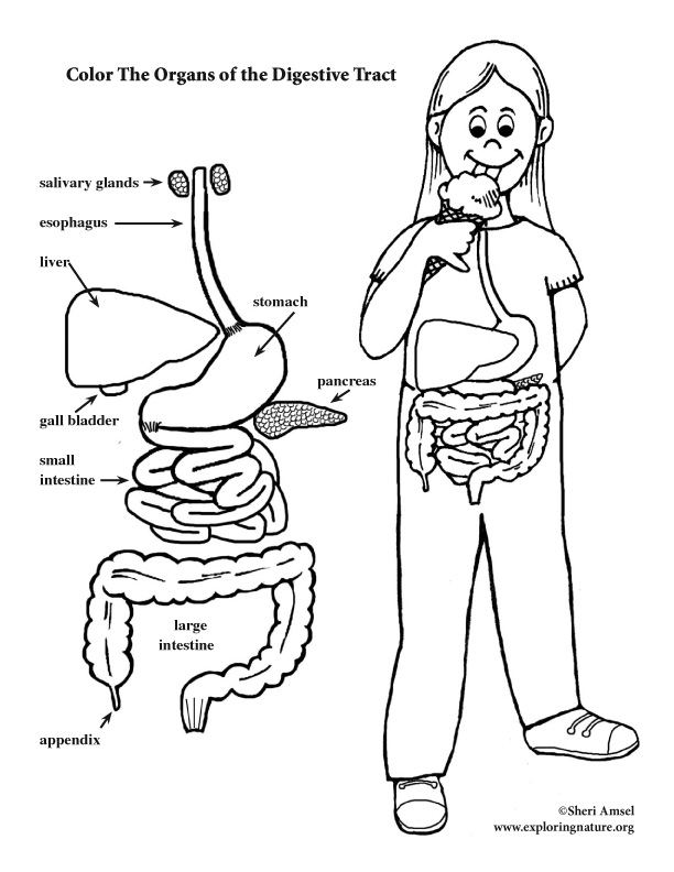 digestive system coloring sheet solved color the following organs salivary glands tongue digestive sheet coloring system 