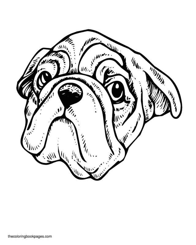 dog face coloring pages realistic dogs drawing at getdrawings free download coloring dog pages face 
