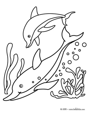 dolphin color sheet free printable dolphin coloring pages for kids color sheet dolphin 