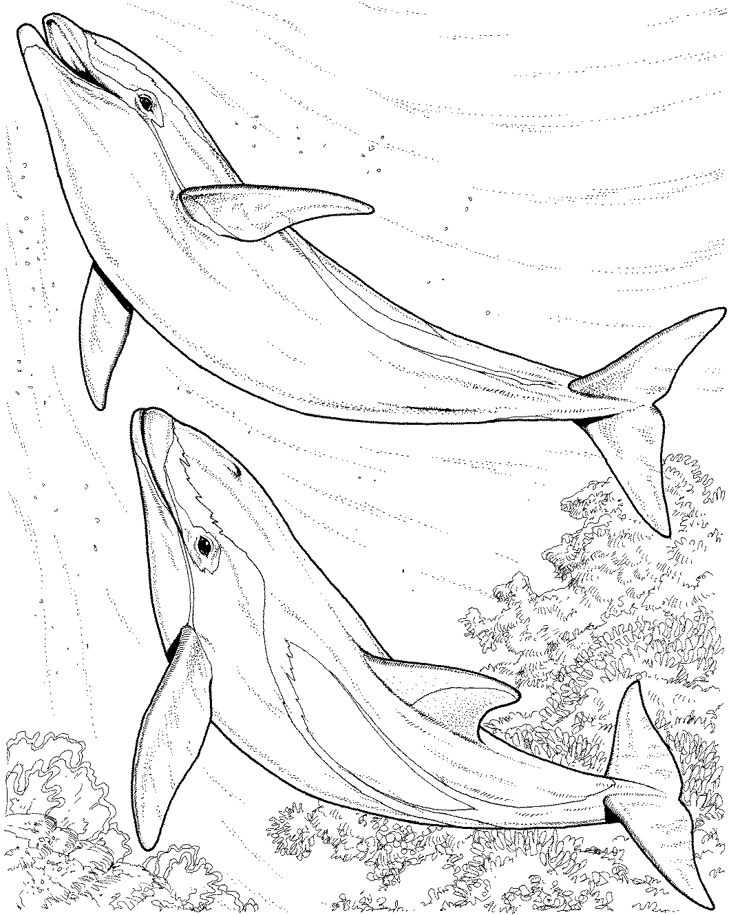 dolphin coloring pages to print out free dolphin coloring pages coloring out dolphin print to pages 