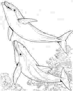 dolphins coloring sheets four dolphins coloring page free printable coloring pages dolphins coloring sheets 