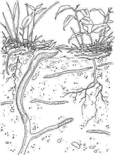 earthworm color cute animal worms coloring sheet to print earthworm color 