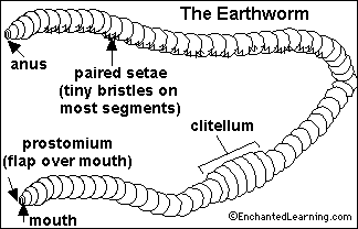 earthworm color worm coloring pages to download and print for free earthworm color 