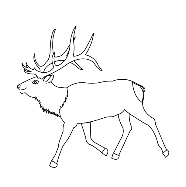 elk coloring page bull elk coloring pages download and print for free coloring page elk 