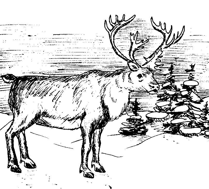 elk coloring page bull elk coloring pages download and print for free page coloring elk 