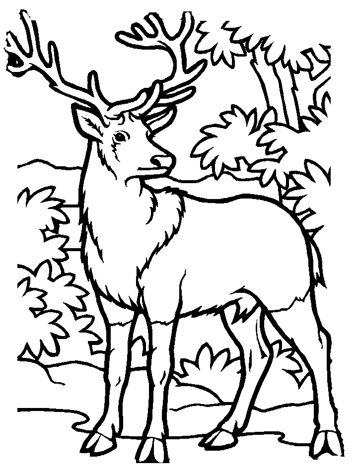 elk coloring page download online coloring pages for free part 14 page coloring elk 