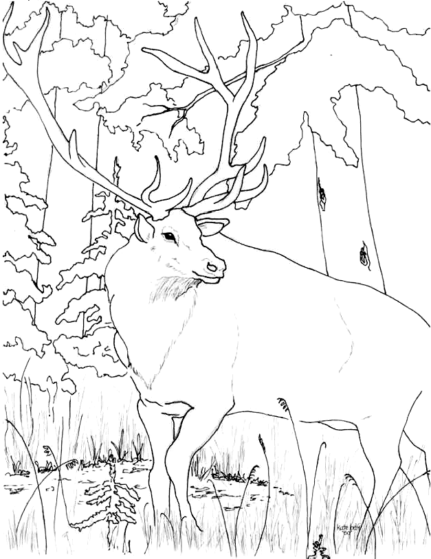 elk coloring page download online coloring pages for free part 15 coloring page elk 