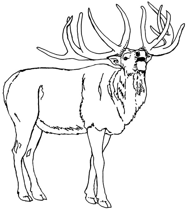 elk coloring page how to draw an elk coloring pages download print page coloring elk 