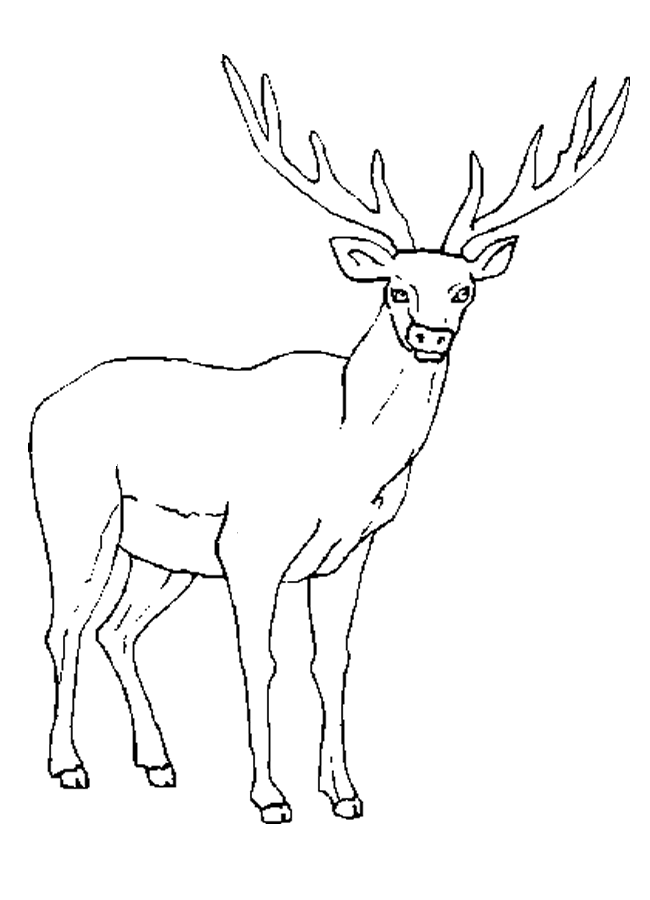 elk pictures to color download online coloring pages for free part 14 color to elk pictures 