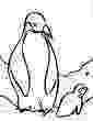 emperor penguin coloring page free printable penguin coloring pages for kids page coloring emperor penguin 