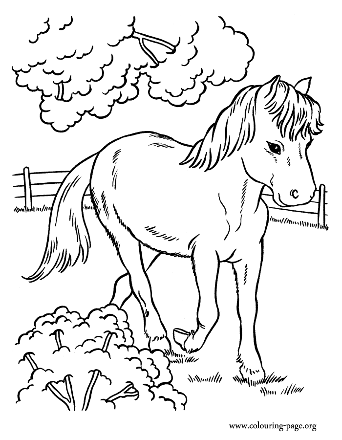 farm animal horse coloring pages horses a cute horse running in the farm coloring page farm coloring animal horse pages 