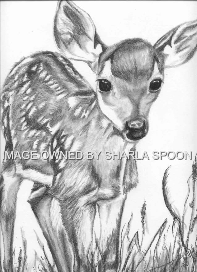 fawn sketch a new drawing of a fawn horse fun art and photo fawn sketch 