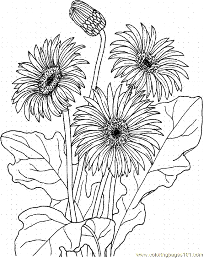 flower coloring pages coloring pages worksheets simple flower coloring pages flower pages coloring 