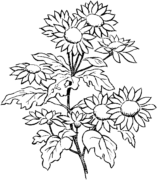 flower coloring pages free printable free printable flower coloring pages for kids best pages free printable flower coloring 