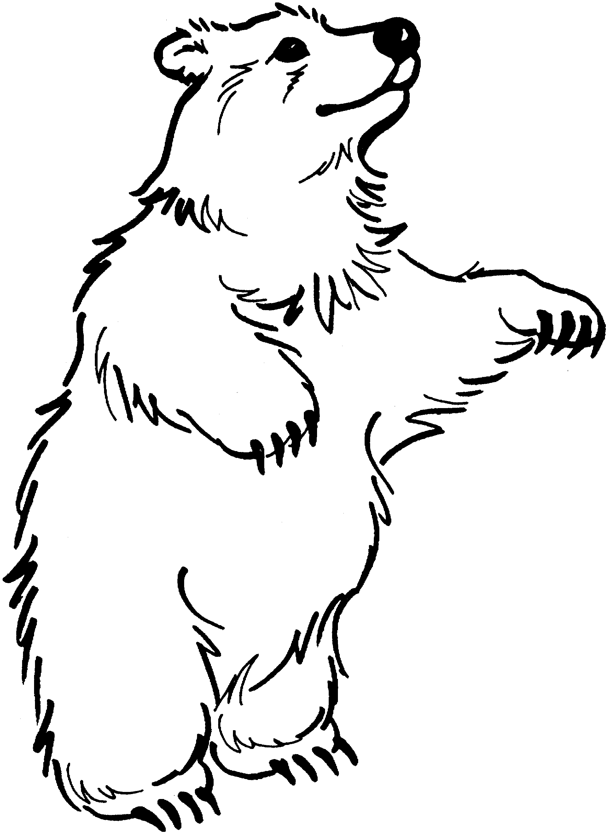 free coloring pages bears grizzly bear family coloring page free printable bears pages coloring free 