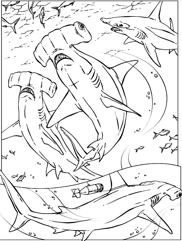 free coloring pages sharks free shark coloring pages free sharks pages coloring 