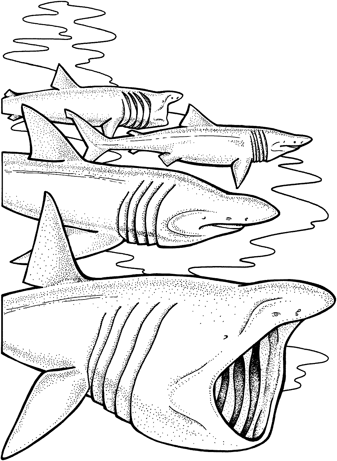 free coloring pages sharks shark line drawing at getdrawingscom free for personal sharks free pages coloring 
