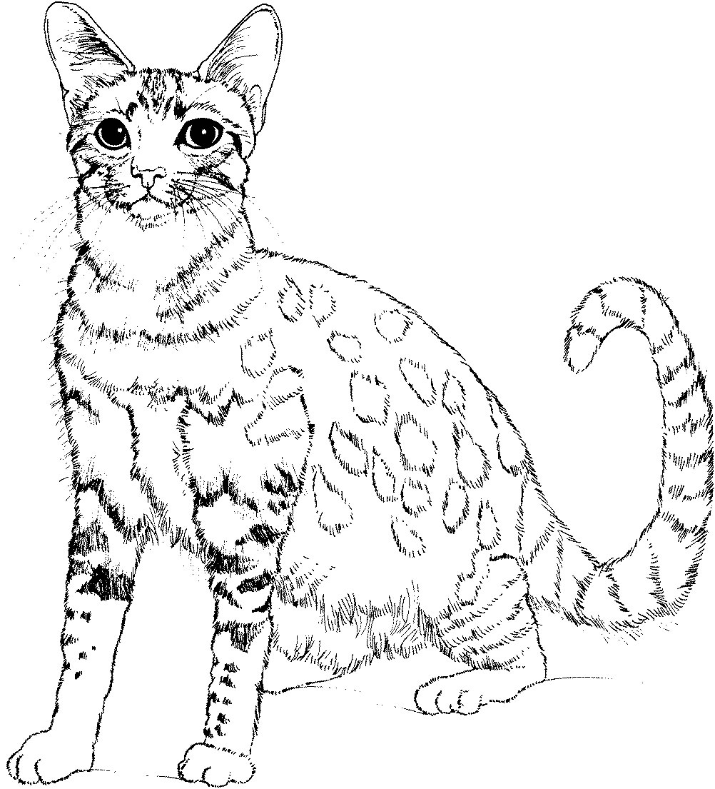free coloring pictures of cats gatos gatinhos e gatões desenhos para colorir coloring free pictures cats of 