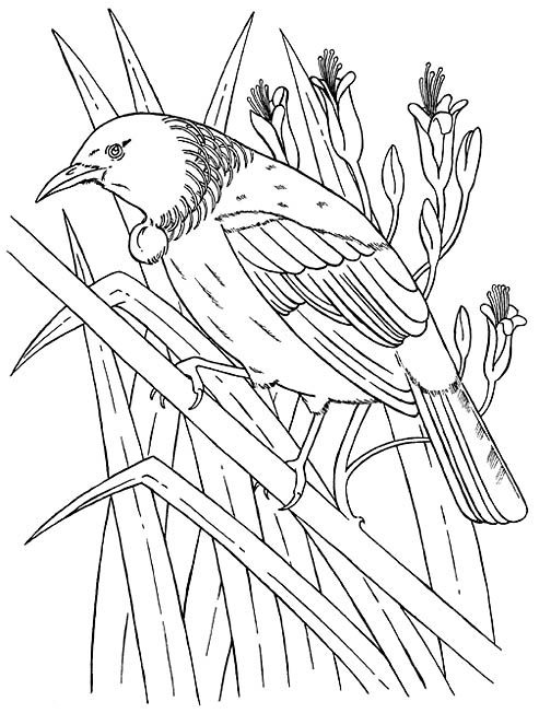 free colouring pages nz kiwi coloring pages free coloring pages free nz pages colouring 