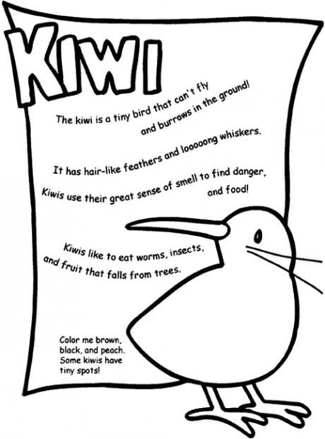 free colouring pages nz new zealand color pages kiwi bird bird crafts preschool pages colouring free nz 