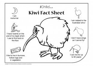 free colouring pages nz new zealand kiwi bird coloring pages download print nz colouring free pages 