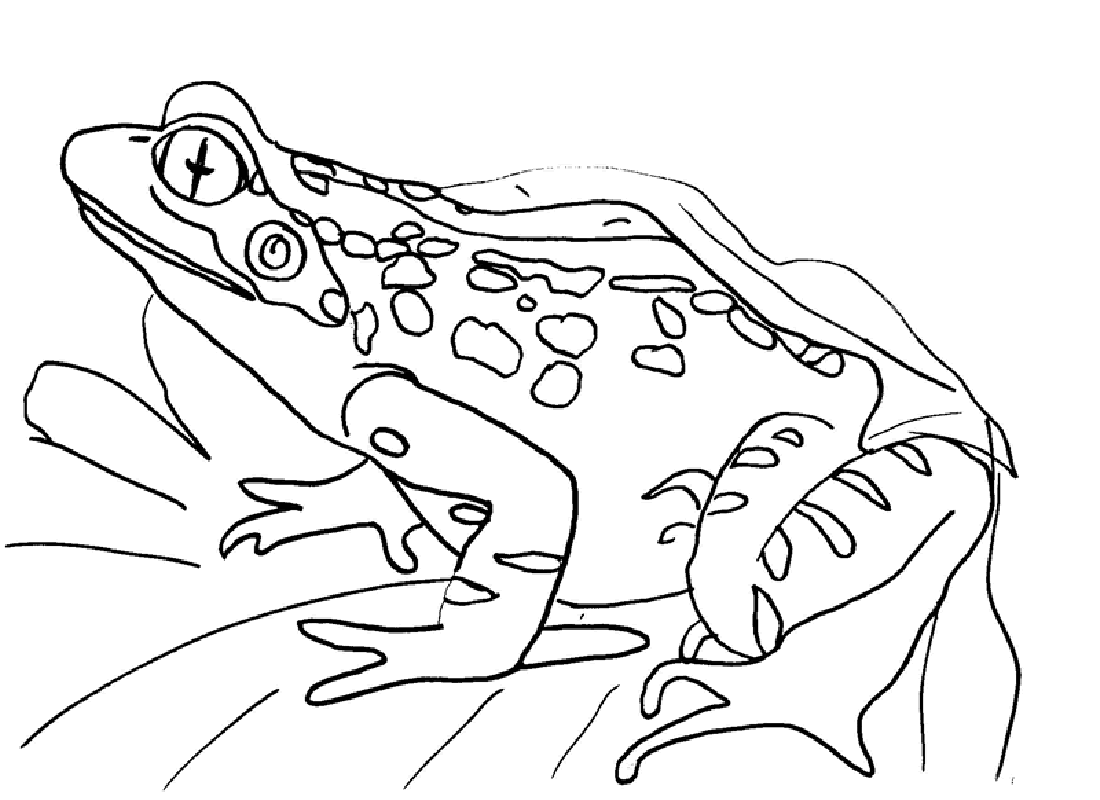 free frog coloring pages cartoon frog coloring pages cartoon coloring pages frog pages free coloring 