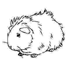 free guinea pig coloring pages top 25 free printable guinea pig coloring pages online pig guinea free pages coloring 