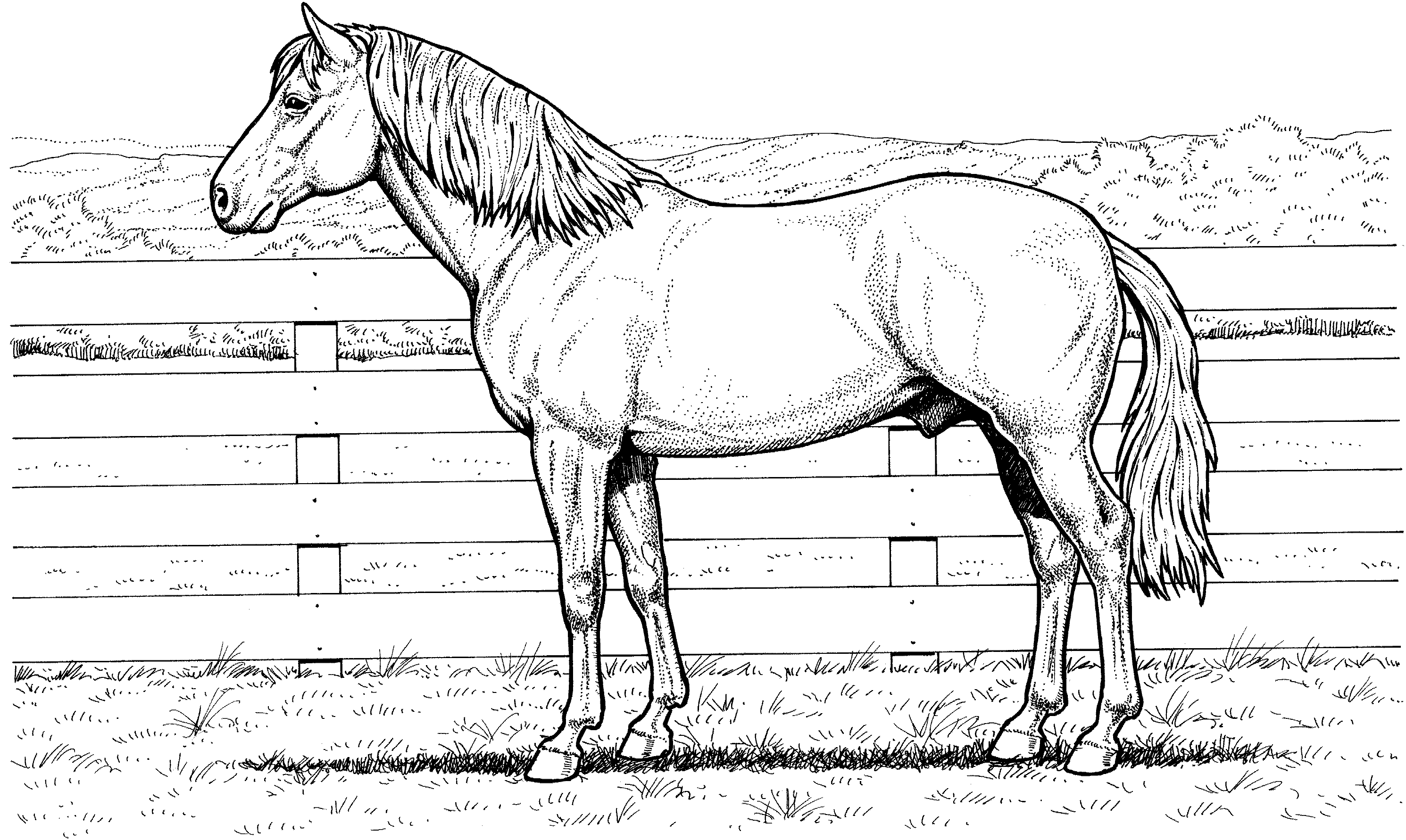 free horse coloring pictures free horse coloring pages free pictures horse coloring 