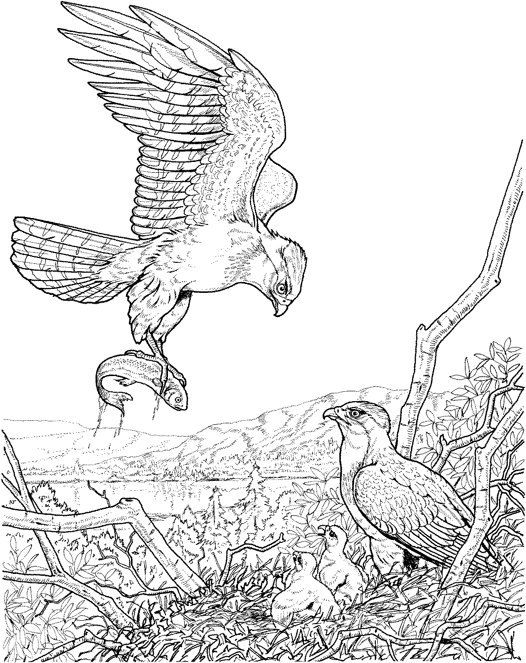 free printable coloring pages eagle free eagle coloring pages printable coloring eagle pages free 