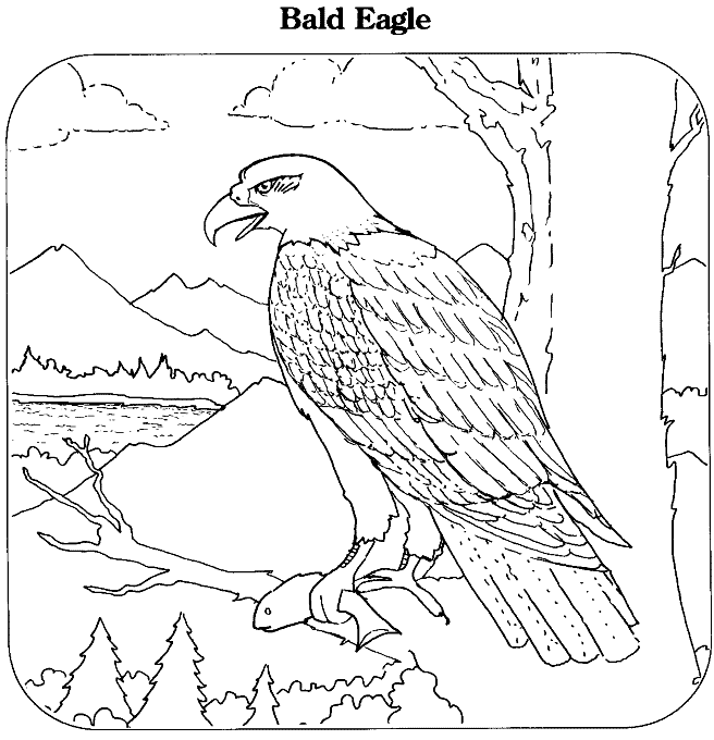 free printable coloring pages eagle free printable eagle coloring pages for kids free pages eagle printable coloring 