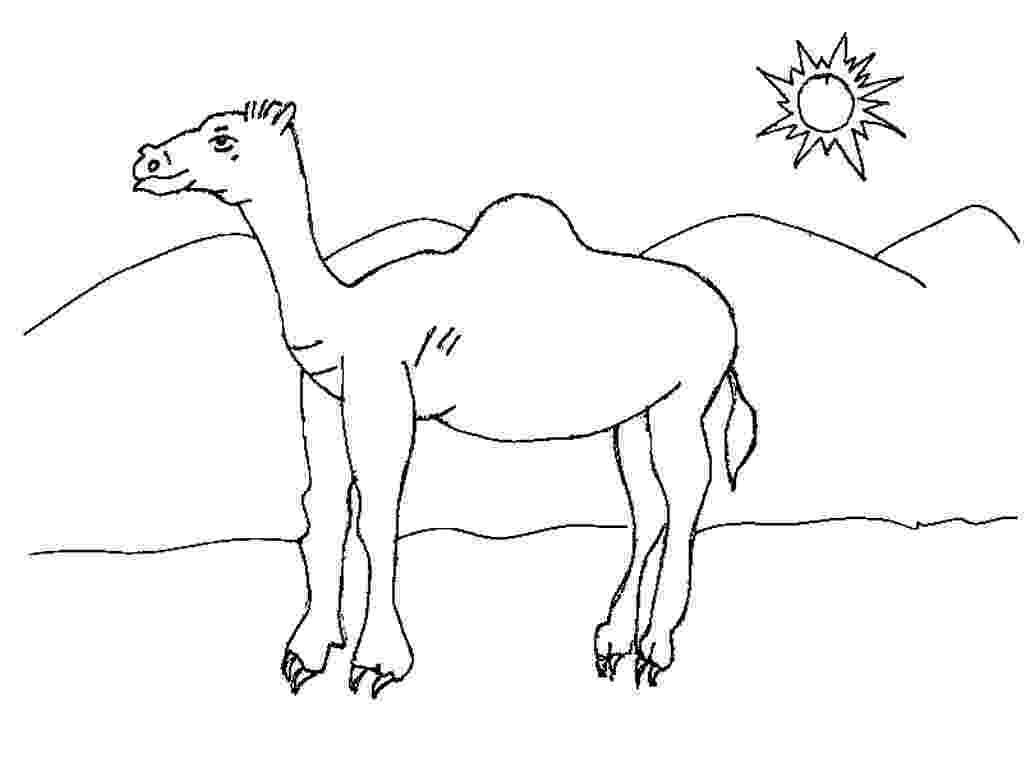 free printable coloring pages of desert animals desert sonoran detailed coloring page of coloring printable pages animals desert free 