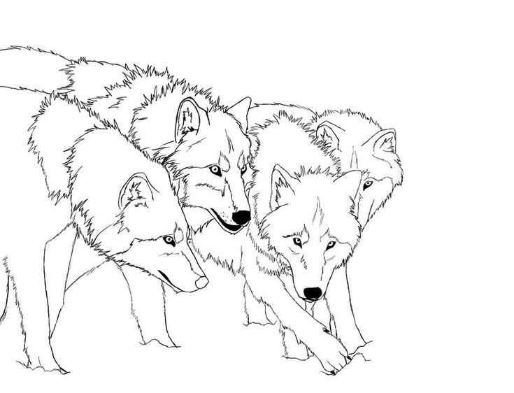 free printable coloring pages wolf 12 best outline wolves images on pinterest wolves free coloring wolf printable pages 