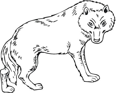 free printable coloring pages wolf free printable wolf coloring pages for kids printable coloring wolf free pages 