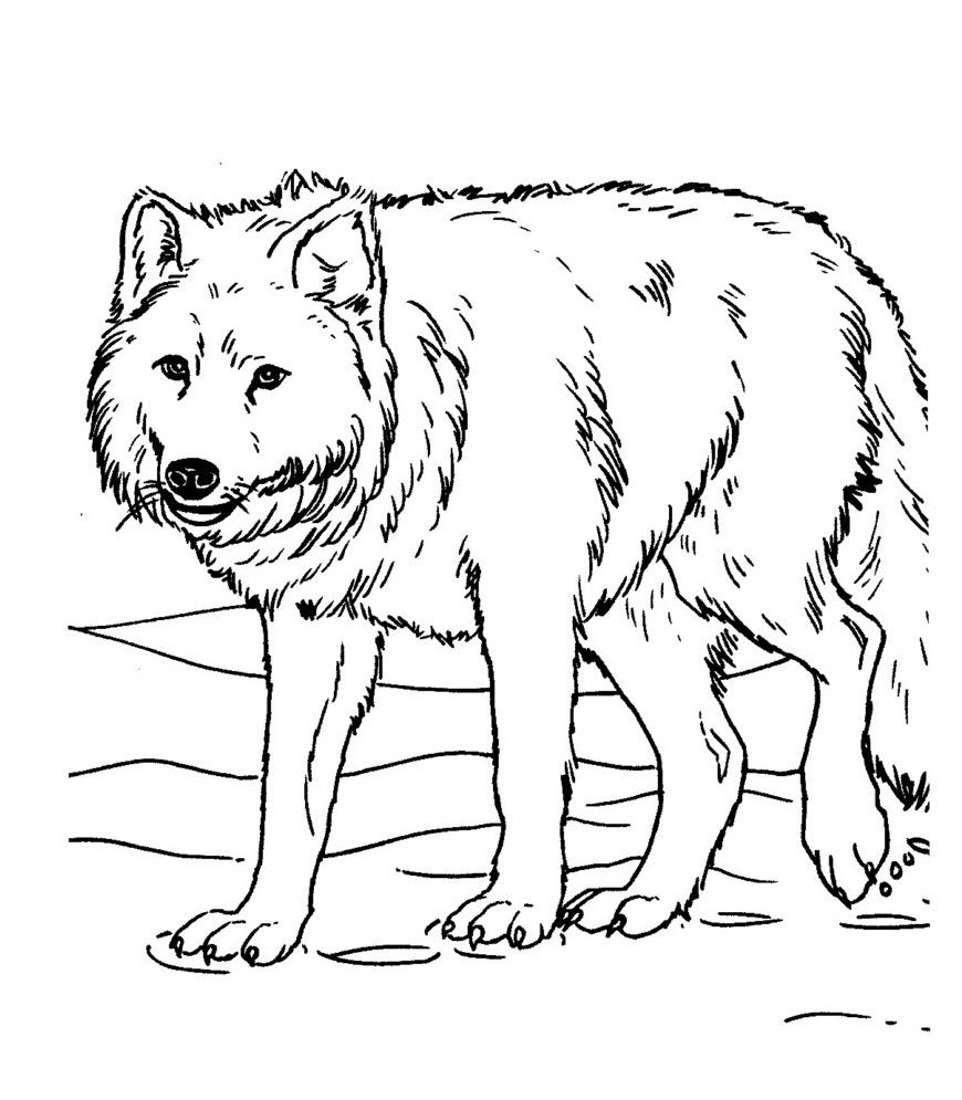free printable coloring pages wolf free printable wolf coloring pages for kids wolf free pages printable coloring 