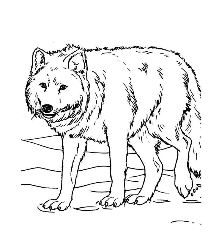 free printable coloring pages wolf wolf template animal templates free premium templates coloring pages free wolf printable 