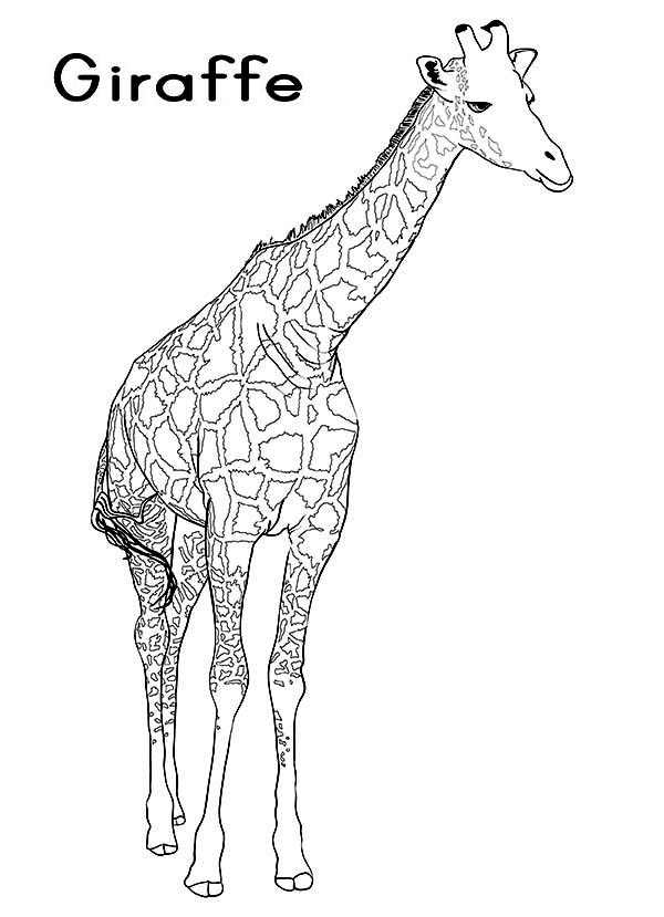 g is for giraffe coloring giraffes and coloring pages on pinterest is g for giraffe 