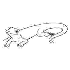 gecko lizard coloring pages geico gecko coloring page coloring page gecko pages coloring lizard 