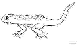 gecko lizard coloring pages leopard gecko lizard coloring page free lizard coloring lizard pages gecko coloring 