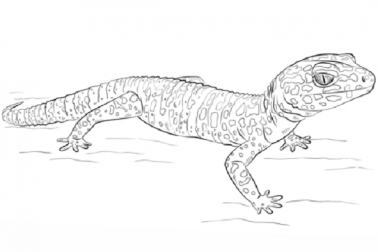 gecko lizard coloring pages printable lizard coloring pages for kids cool2bkids pages gecko coloring lizard 