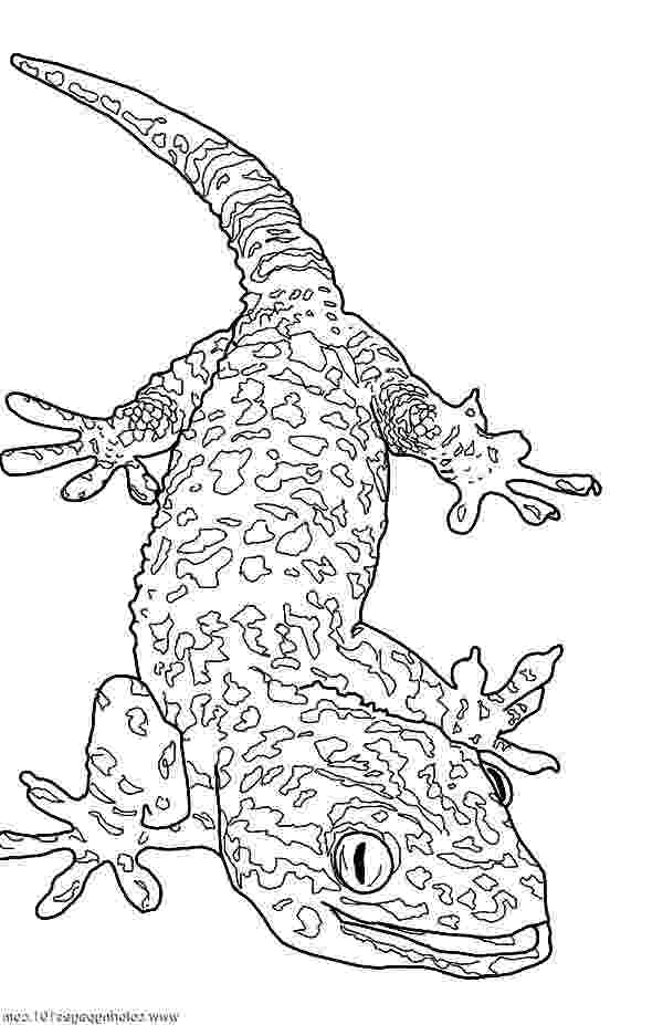 gecko lizard coloring pages top 10 free printable lizard coloring pages online pages gecko coloring lizard 
