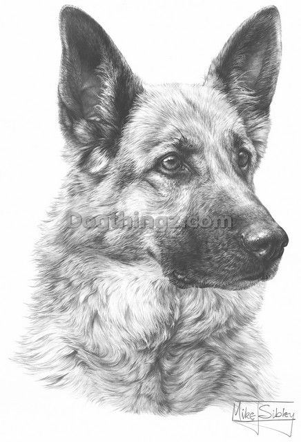 german shepherd pictures to print 376 best gsd drawings paint images on pinterest german to pictures print shepherd 