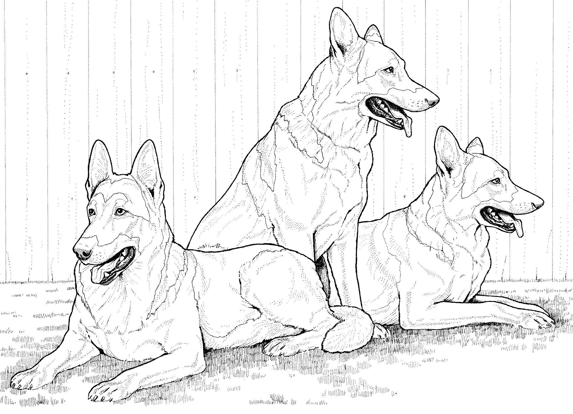 german shepherd pictures to print dog breed coloring pages pictures to print shepherd german 